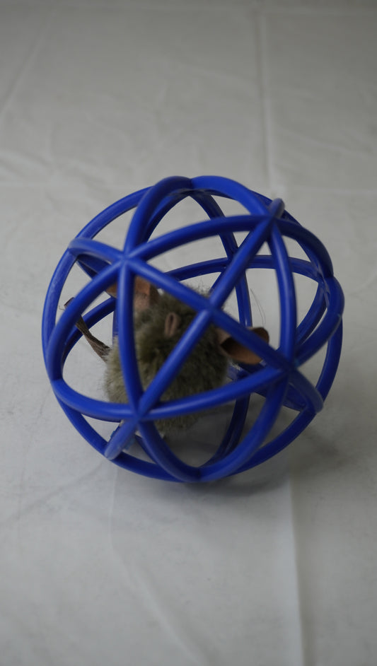 Interactive Mouse Ball Cat Toy – Gently Used