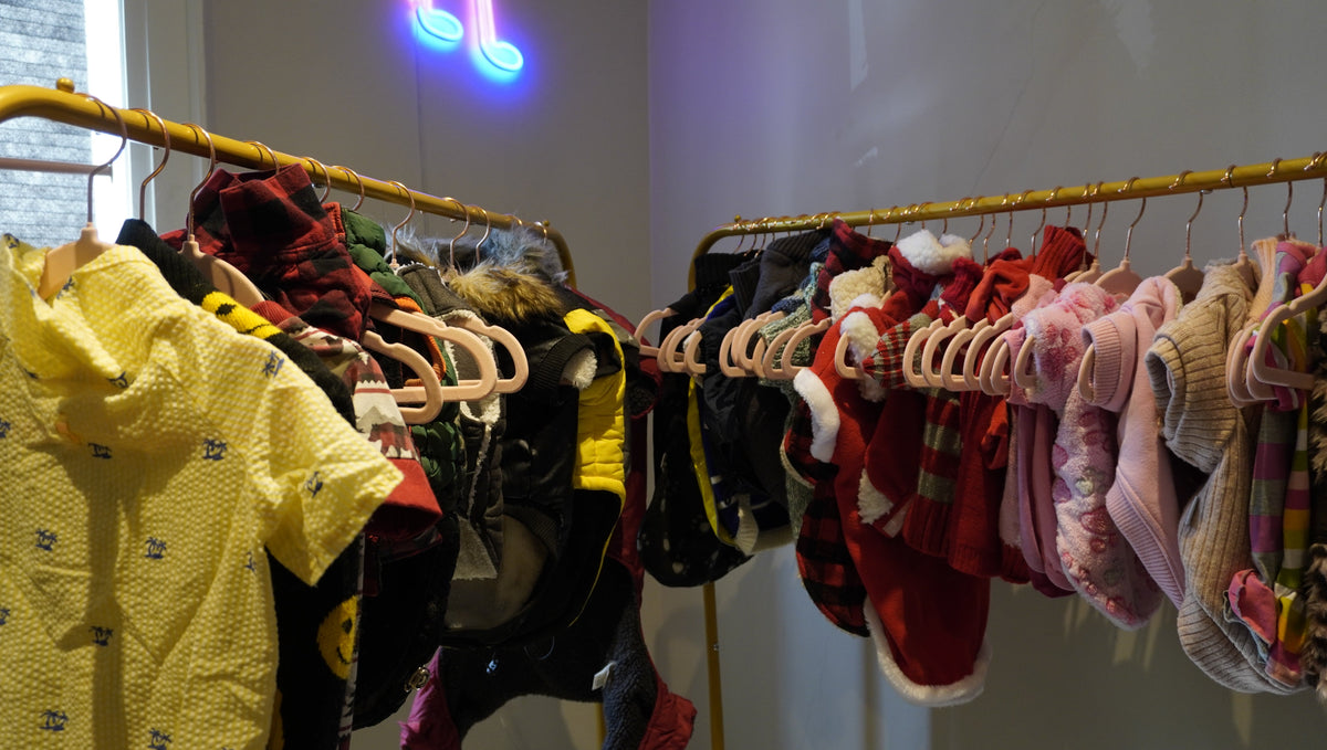 Why Buying Gently-Used Pet Gear is Great for Your Wallet and the Planet